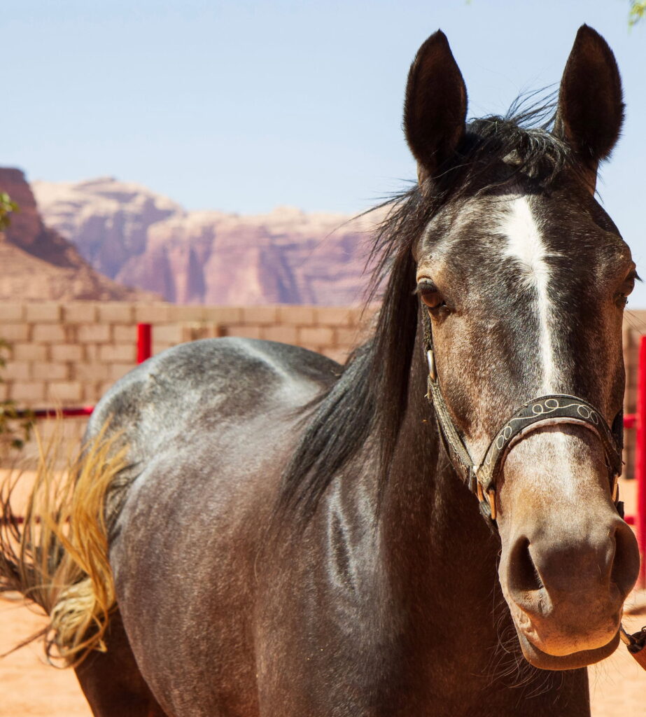 Noor at the stables in the Wadi Rum Village, Jordan