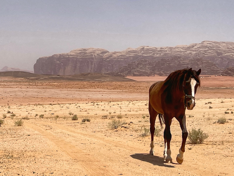 Najam walking freely on a trail ride in Wadi Rum, Jordan