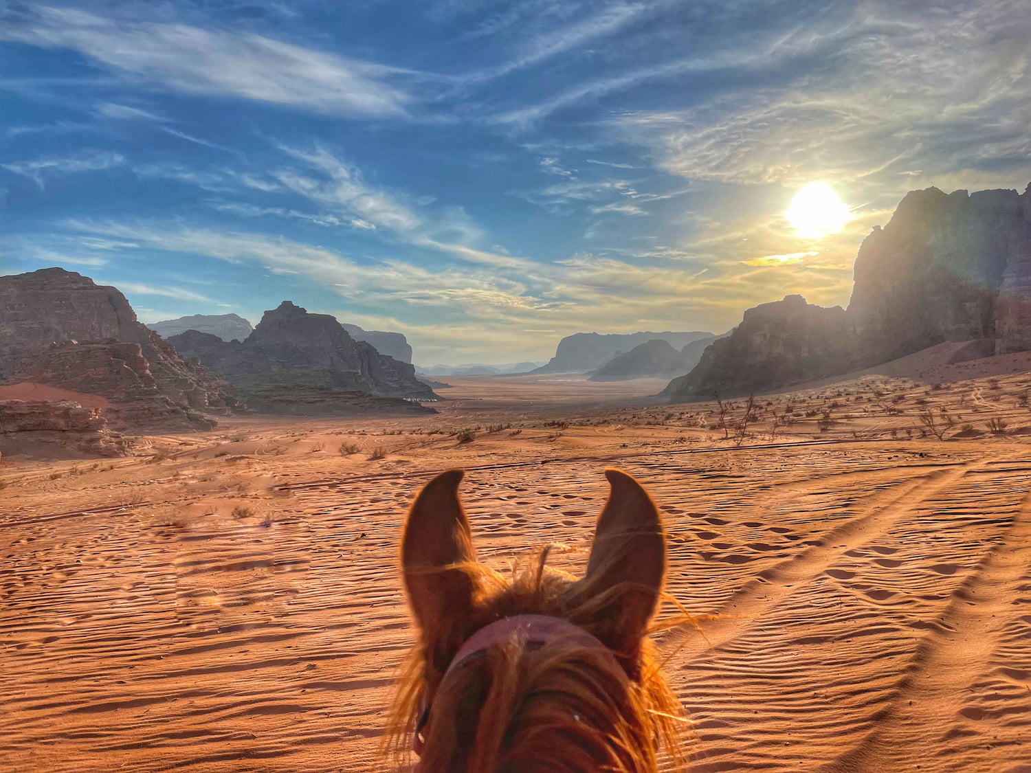view in between the ears of a chestnut mare in Wadi Rum, Jordan