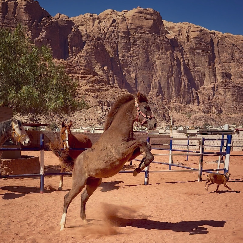 Sahab rearing at the stables in the Wadi Rum village, Jordan